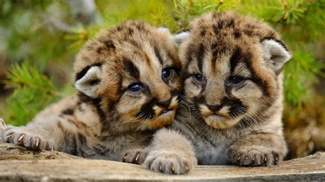1920x1080 Animal Cougars Baby Cute Wildlife Coolwallpapersme