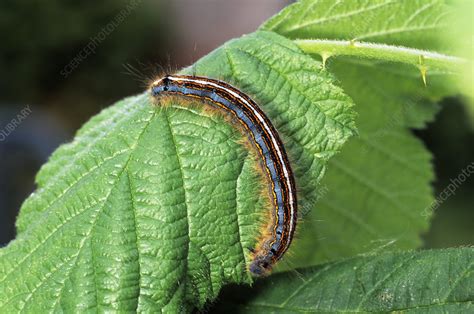 Lackey Moth Caterpillar Stock Image Z3551119 Science Photo Library