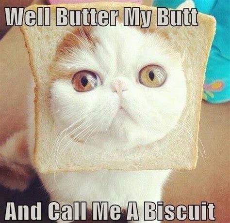 Ill Get The Butter Knife Cat Quotes Funny Funny Cat Pictures Cat