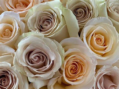 Get A Dozen Cream Roses For Your Valentine For Only 3999 Shipped