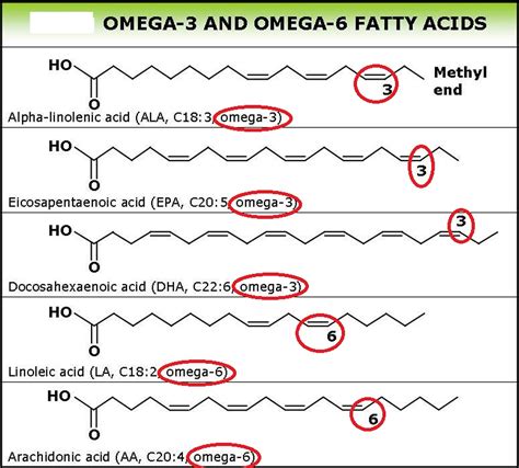 Diagram Essential Fatty Acid Diagram Mydiagramonline