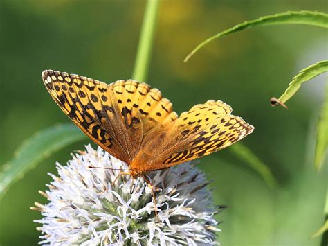 Fritillary Butterflies Species Facts And Photographs