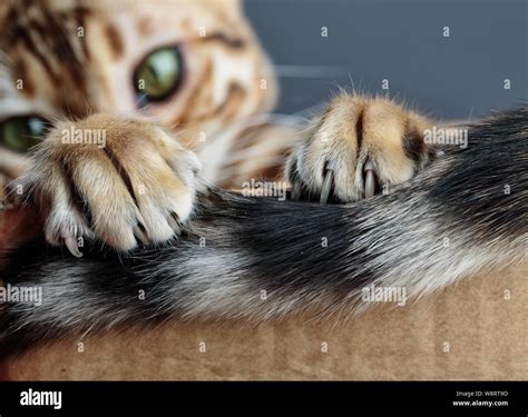 Gato jugando en caja fotografías e imágenes de alta resolución Alamy