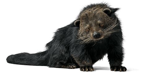 Binturong Conservation In Indonesia