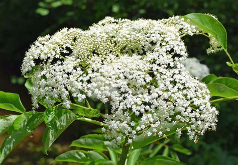 Know These 3 Invasive Plants From Their Native Look Alikes Hobby Farms