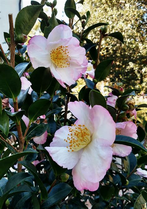 December Bloomer Camellia Sasanqua Thyme To Grow