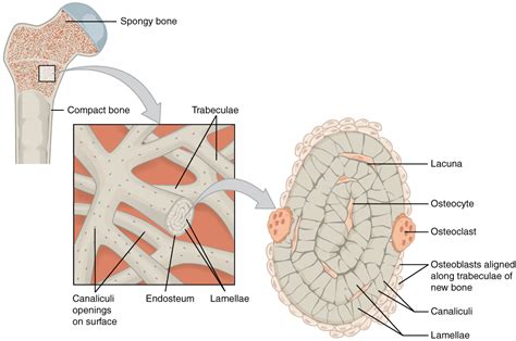 Bone Structure · Anatomy And Physiology