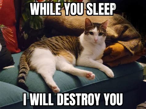 Funny Evil Cat Captions