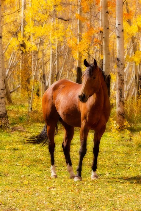 Beautiful Autumn Horse Photograph By James Bo Insogna