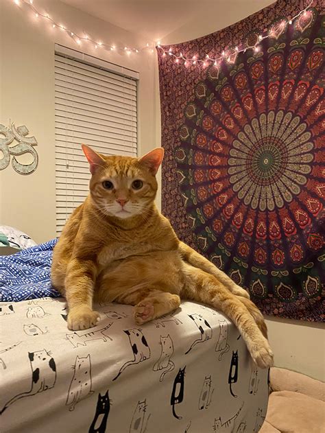 Cats Comfortably Sitting In The Weirdest Positions Get Shared On