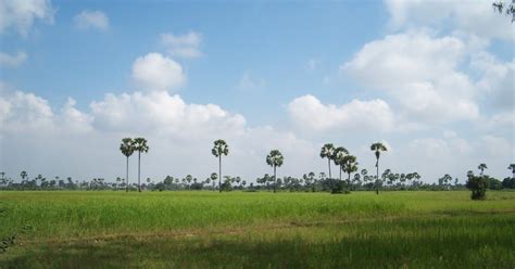 Cambodia Calling Rice Production In Cambodia