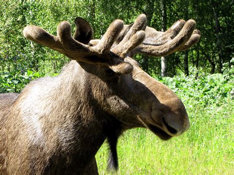 National Symbol Of Sweden Moose A Male Bull With Its