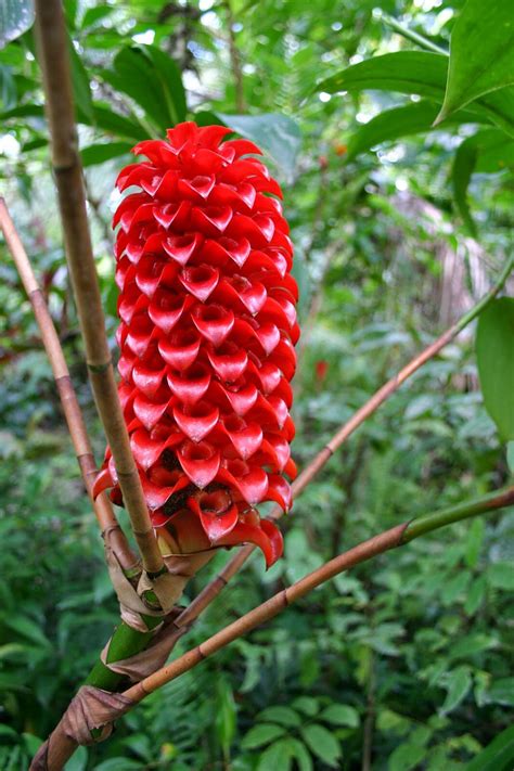 Red Wax Ginger Tapeinochilus Ananassae Australian Flowers