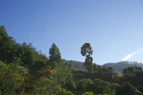 View Point Forest Railway With Green Trees And Leaf With Beautiful