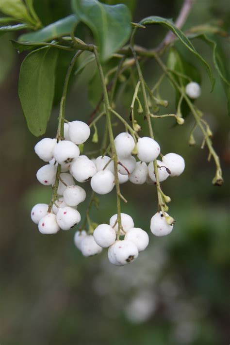 Chiococca Alba Snowberry Milkberry Rare Florida Native White Berry Seed