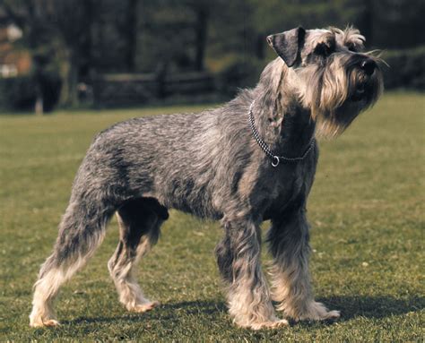 Can Miniature Schnauzers Cause Weight Gain
