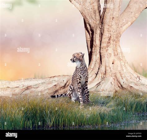 Cheetah Resting Near A Big Tree Stock Photo Alamy