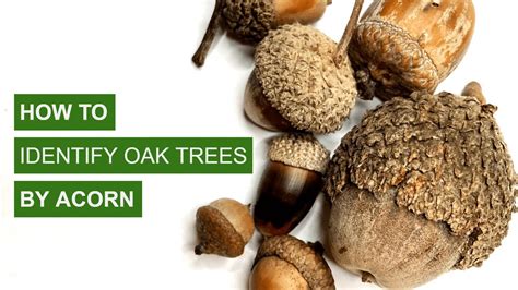How To Identify Oak Trees By Acorns Youtube