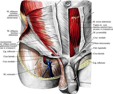 Бедренный канал ( canalis femoralis ). Бедренный канал