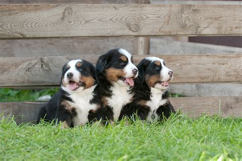 8 Facts About Bernese Mountain Dogs Greenfield Puppies