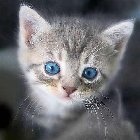 Gray Cats With Beautiful Blue Eyes Kittens Cutest Cute Baby Cats