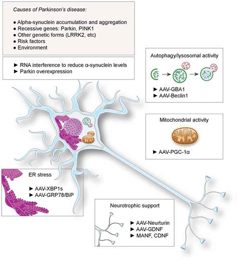 Frontiers Gene Therapy A Promising Approach For Neuroprotection In