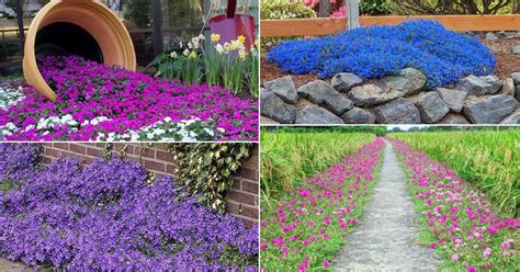 48 Best Flowering Ground Cover Plants Balcony Garden Web