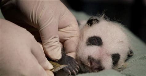 Zoo Atlantas Baby Panda Makes His Debut