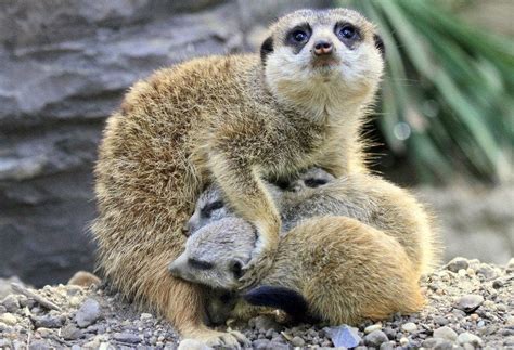 Meerkat Mom And Her Babies Raww
