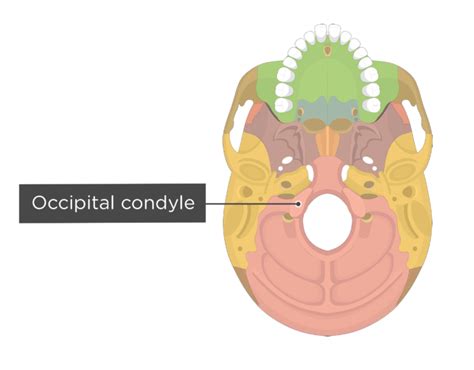 Diagram Of The Occipital Bone