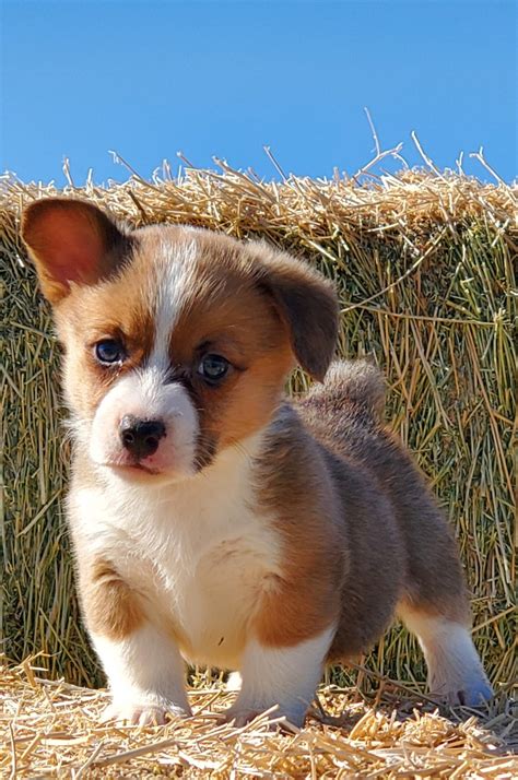 Some images are hidden because they can no longer be found or have been removed by the file host. Pembroke Welsh Corgi Puppies For Sale | Marana, AZ #320048