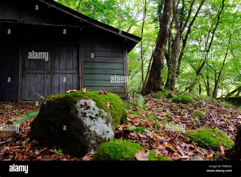 A secluded cabin hidden deep within a Japanese forest Stock Photo - Alamy