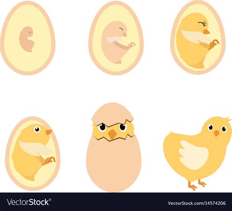Chicken Egg Life Cycle Royalty Free Vector Image