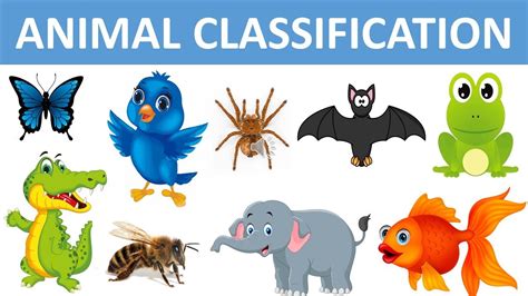 Classification Of Animals Types Of Animals Animal Groups