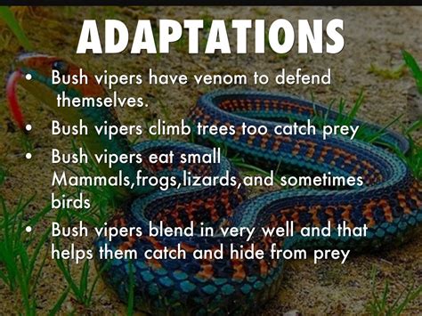Bush Viper Snakes By Noah Smith