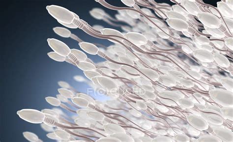 3d Illustration Of Human Sperm Cells In Reproductive Process