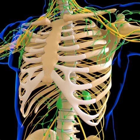 Human Lymph Nodes Anatomy For Medical Concept 3d Rendering Stock