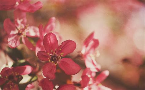 Wallpaper Food Depth Of Field Pink Flowers Nature Red Branch