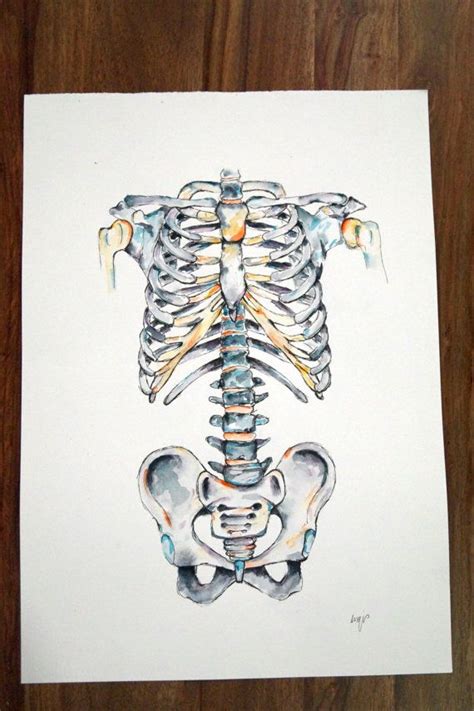 acuarela anatomía arte esqueleto axial por almostanatomical anatomy art art skeleton art