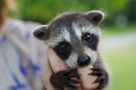 Raccoons Make Cute Babies Aww