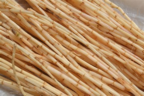 Traditional Medicinal Benefits Of Reed