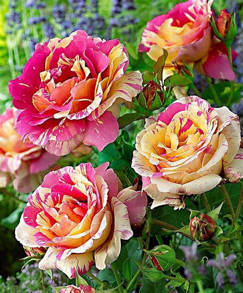 71 Best Images About Striped Roses On Pinterest