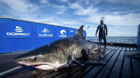 Great White Shark Pings Off Melbourne Coast Weighs Over 2000 Pounds