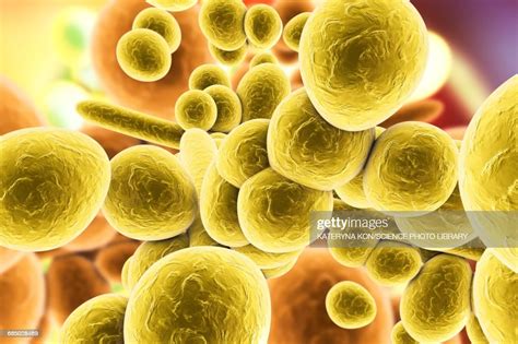 Candida Auris Fungi Illustration High Res Vector Graphic Getty Images