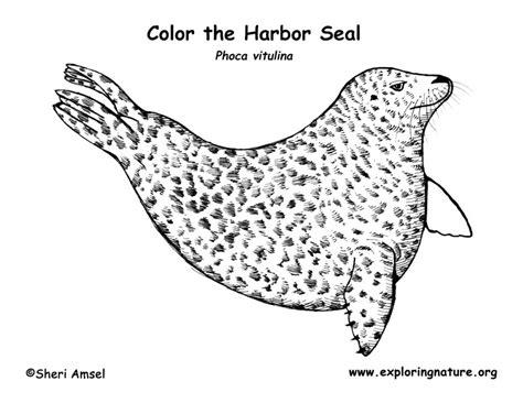 Download and print free baby seal coloring pages to keep little hands occupied at home; Seal coloring pages download and print for free
