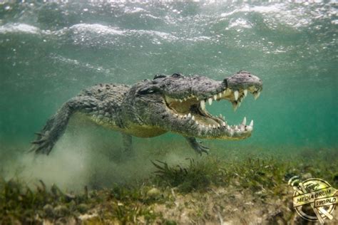 Underwater Photographers Close Up With Crocodiles Media Drum World
