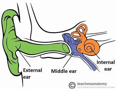 Ear Middle Anatomy Inner Overview External Parts