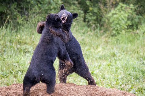 Fight Between Two Bears In Carport Caught On Camera