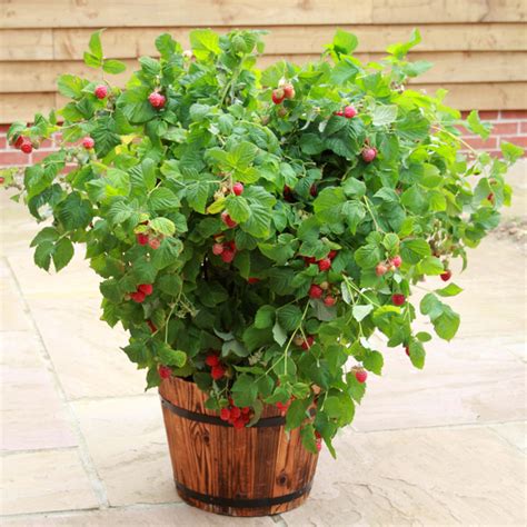 Raspberry Ruby Beauty Plant Perfect For Containers From Dt Brown