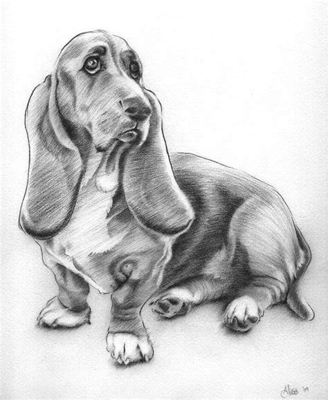 17 Best Images About Dog Drawings On Pinterest Beagles